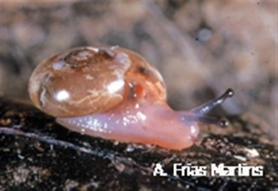 Oxychilus minor Riedel, 1964